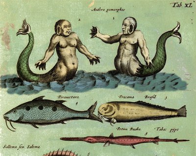 Darstellung einer Sirene und eines Tritons, einer fantastischen Meereskreatur, beschrieben in einem Zoologie-Atlas. Detail. 17. Jahrhundert von Unknown artist
