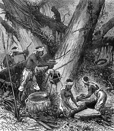 Kautschukernte im malaysischen Wald (Gravur) von Unknown Artist