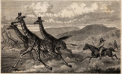 Samuel W. Baker jagt Giraffen in Zentralafrika in der Region des oberen Nils von Unknown artist