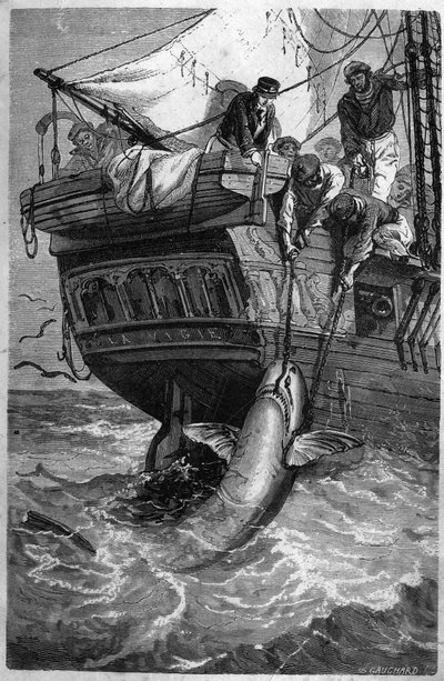 Haifischfang von Unknown artist