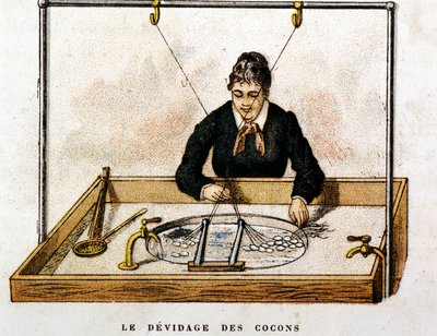 Seidenkokons - Gravur von Unknown artist
