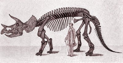 Skelett eines Triceratops prorsus von Unknown artist