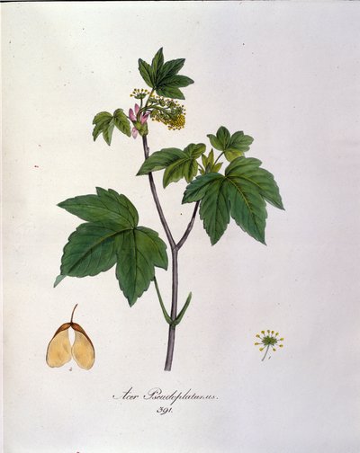 Zweig des Bergahorns. Botanische Tafel aus einem Herbarium aus dem frühen 19. Jahrhundert von Unknown artist