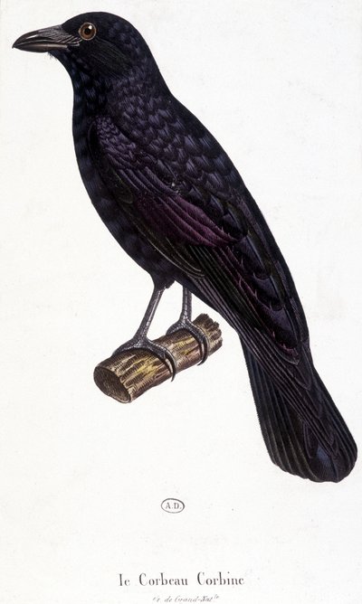 Die Krähe Corbine - Naturgeschichtstafel von Unknown artist