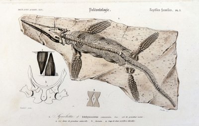 Der Ichthyosaurier aus dem Universalwörterbuch der Naturgeschichte von Unknown artist