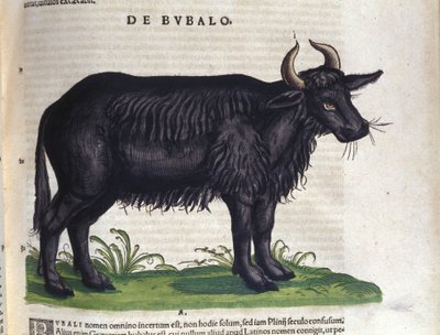 Der Büffel nach Historiae animalium von Konrad Gesner von Unknown artist