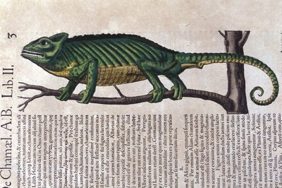 Das Chamäleon nach Historiae animalium von Konrad Gesner, Tiguri von Unknown artist