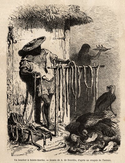 Der Stand eines Metzgers in den Vororten von Sainte Martha (Santa Marta, Kolumbien), die Ochsen bluten und die Haut wird sorgfältig gespannt, das Fleisch wird in Streifen geschnitten und gesalzen und getrocknet, der Rest, ungenießbar, wird auf den Boden ge von Unknown artist