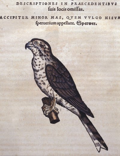 Der Falke nach der Historia Animalium von Conrad Gesner, Tiguri 1560. Biblioteca nazionale Braidense, Mailand von Unknown artist
