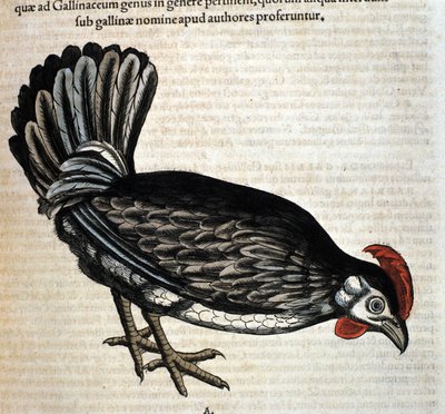 Das Huhn nach der Historia Animalium von Conrad Gesner, Tiguri 1560. Biblioteca nazionale Braidense. Mailand von Unknown artist