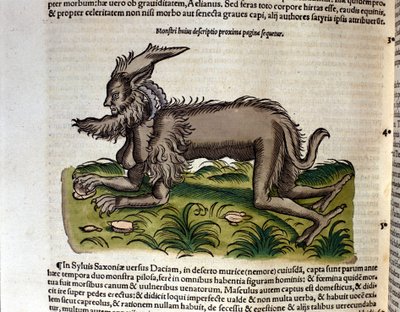 Der Manticore aus der Historia Animalium von Conrad Gesner, Tiguri 1560. Biblioteca nazionale Braidense. Mailand von Unknown artist