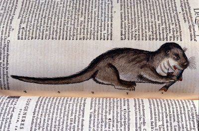Der Otter - Historia Animalium von Conrad Gesner (1516 - 1565), Tiguri von Unknown artist