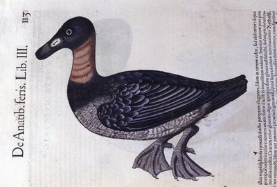 Die Rotnackenente nach Historiae animalium von Konrad Gesner, Tiguri von Unknown artist