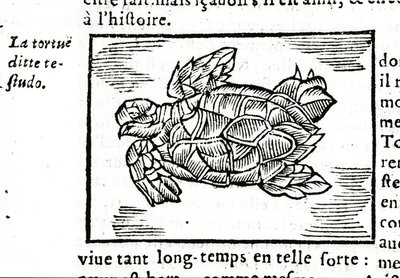 Die Meeresschildkröte, nach dem Traktat von Gerolamo Cardano (Cardanus Hieronymus) (Cardan) „De la subtilité“, gedruckt in Rouen 1642 von Unknown artist