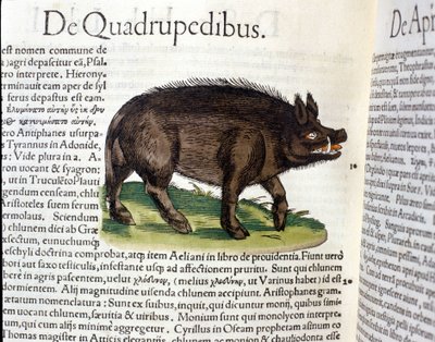 Das Wildschwein nach der Historia Animalium von Conrad Gesner, Tiguri 1560. Biblioteca Nazionale Braidense. Mailand von Unknown artist