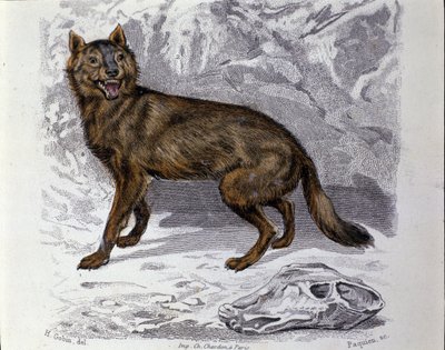 Der Wolf. Tafel aus einem Naturgeschichtswerk „Werke von Buffon“ von dem Naturforscher Georges Louis Leclerc, Graf von Buffon (1707-1788). 19. Jahrhundert von Unknown artist