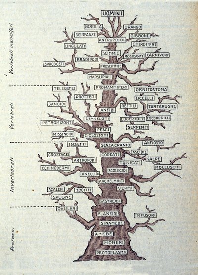 Baum der Evolution oder illustrierte Tafel zur Klassifikation des Tierreichs von Unknown artist