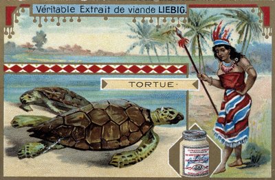 Schildkröte, mit einer Frau, die wie eine Einheimische Südamerikas gekleidet ist, ausgestattet mit einem Jagdspeer von Unknown artist