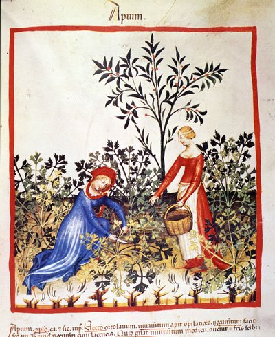 Zwei Frauen pflücken Petersilie. Illustration aus dem Tacuinum sanitatis von Unknown artist