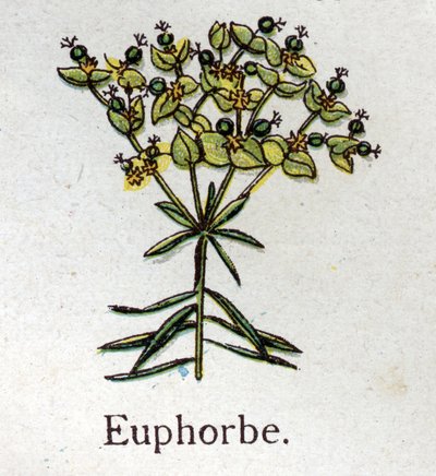 Giftige botanische Pflanzen: Wolfsmilch. Gravur in „The natural medication“ von Friedrich Eduard Bilz (1842-1922) von Unknown artist