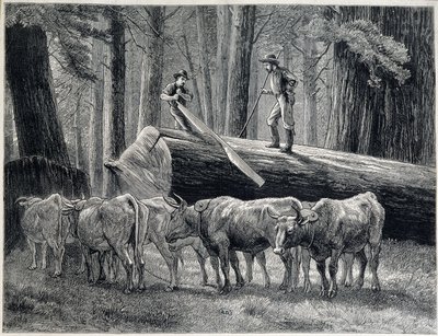 Holzfäller in einem Redwood-Wald in Kalifornien - Gravur von Unknown artist