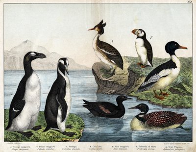 a: Gänsesäger (Mergus merganser), b: Haubentaucher (Podiceps cristatus), c: Eistaucher (Gavia immer), d: Gryllteiste (Cepphus grylle), e: Riesenalk (Pinguinus impennis), f: Papageitaucher (Fratercula arctica), g: Königspinguin (Aptenodytes patagonicus) von Unknown artist
