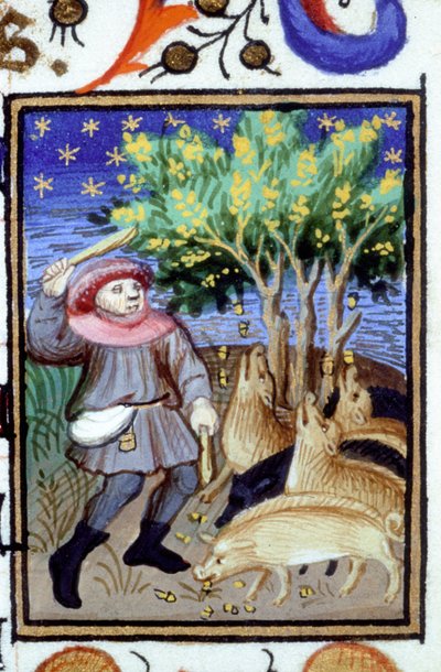 Allegorische Darstellung des November. Ein Mann mit einer Gruppe von Schweinen, die Eicheln fressen. Miniatur eines Manuskripts aus dem 14. Jahrhundert von Unknown artist