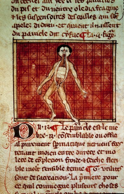 Anatomische Figur: Haut, Brust geöffnet. Miniatur aus dem Manuskript „Chirurgie“ (Folio 11v) geschrieben von Henri de Mondeville (Chirurg von Philippe Le Bel, Anatomieprofessor) von Unknown artist