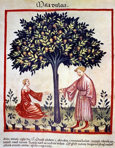 Apfelernte. Illumination aus der Milchwirtschaft der Medizin und Diätetik „Tacuinum sanitatis“ von Unknown artist