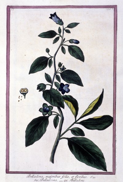 Belladonna, Blumen und Beeren. Giftige Pflanze, die in der Medizin verwendet wird. Gravur nach einem Herbarium aus dem 19. Jahrhundert. von Unknown artist