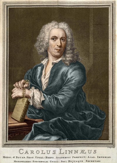 Carl von Linné, schwedischer Naturforscher und Schriftsteller (1707 - 1778) von Unknown artist