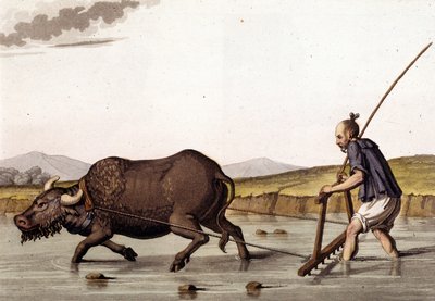 China, Pflügen von Reisfeldern mit Rindern - in „Die alte und moderne Tracht“ von Jules Ferrario von Unknown artist