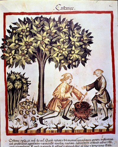 Sammlung und Vorbereitung von Kastanien im Herbst. Illumination aus dem „Tacuinum sanitatis“ von Unknown artist