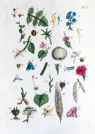 Elementartabelle der Figuren und ihrer Namen in Flora Parisiensis von Unknown artist
