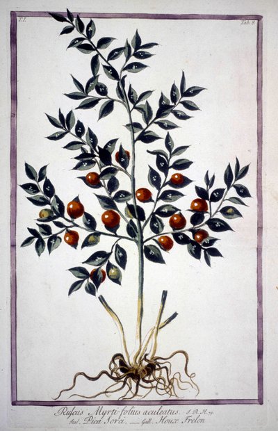 Fragon Stechpalme oder Kleine Stechpalme (Ruscus) in einem Herbarium des 19. Jahrhunderts. von Unknown artist