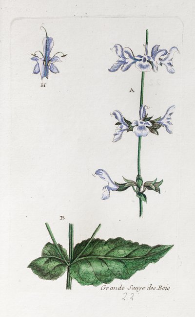 Großer Waldsalbei von Unknown artist