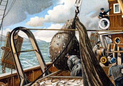 Heringsfischerei: Heben des Netzes auf das Boot. Ende des 19. Jahrhunderts. von Unknown artist