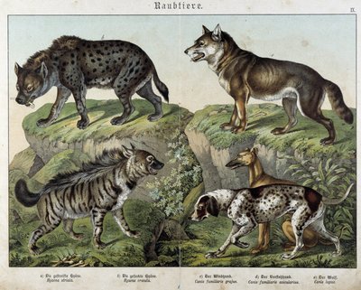 Hyänen und Hunde - in „Histoires naturelles des mammals“, ed. Schreiber von Unknown artist