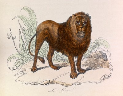 Illustration aus dem Buch "Gesammelte Werke von Buffon": Die Vierfüßler: Der Löwe (Gravur) von Unknown artist