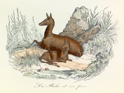 Illustration aus dem Buch "Gesamtausgabe von Buffon": Die Tiere: Die Hirschkuh und ihr Kitz (Gravur) von Unknown artist