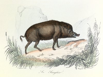 Illustration aus dem Buch "Gesammelte Werke von Buffon": Die Tiere: Der Eber (Gravur) von Unknown artist