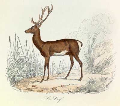 Illustration aus dem Buch "Gesammelte Werke von Buffon": Die Tiere: Der Hirsch von Unknown artist