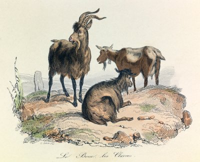Illustration aus dem Buch "Gesamtausgabe von Buffon": Die Tiere: Die Ziege und die Ziegen (Gravur) von Unknown artist