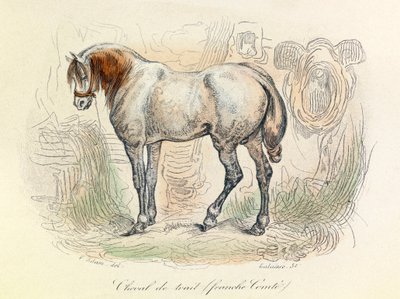 Illustration des Franc Comtois Pferdes, klassifiziert von Linné und Cuvier (Gravur) von Unknown artist