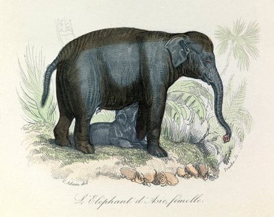 Illustration eines asiatischen weiblichen Elefanten aus Buffons Buch, klassifiziert von Linnaeus und Cuvier von Unknown artist