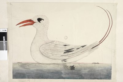 Seite 100. Phaeton Rotschwanz-Tropikvogel Phaethon rubricauda, 1791-92 von Unknown artist