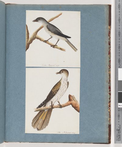 Seite 127. Unbekannter Vogel. 128. Unbekannter Vogel von Unknown artist