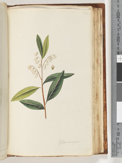 Seite 151. Elaeocarpus von Unknown artist