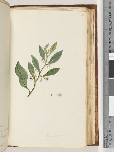 Seite 161. Myoporum von Unknown artist