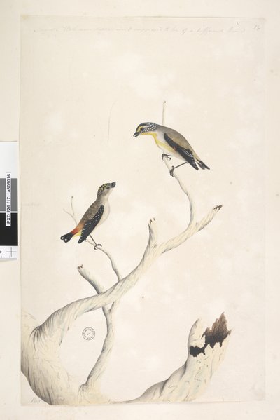 Seite 17. Pardalotus. entlang des oberen Randes in anderer Hand August. Beide in natürlicher Größe gezeichnet. hinzugefügt in dritter Hand & soll von einer anderen Art sein Gefleckter Pardalote und Östlicher Gestreifter Pardalote Pardalotus punctatus und P von Unknown artist